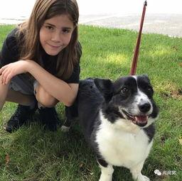 网红蓝色狗狗图片,网络红人萌宠的时尚风采